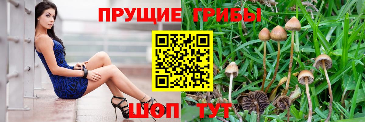 Псилоцибиновые грибы мицелий  Вход с VPN  Лесной  Псилоцибиновые грибы Psilocybe 